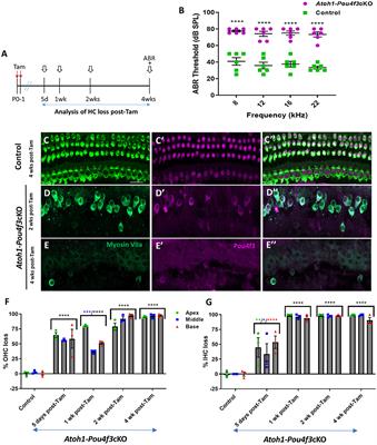 The transcription factor Pou4f3 is essential for the survival of postnatal and adult mouse cochlear hair cells and normal hearing